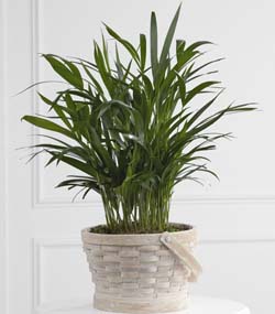 Deeply Adored Palm Planter