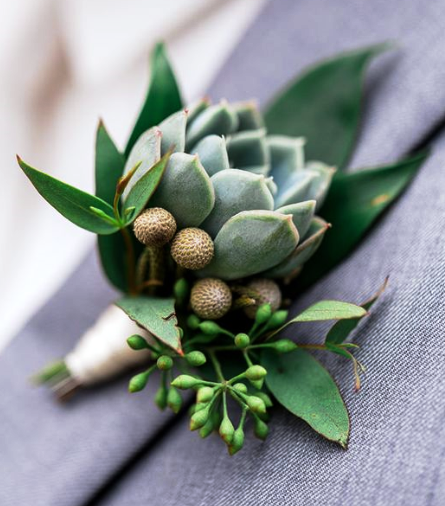 lotus flower seed 5 Bright Blue Lotus Seeds Nelumbo nucifera Flowering Blooms Hardy Trop   Green River Seeds